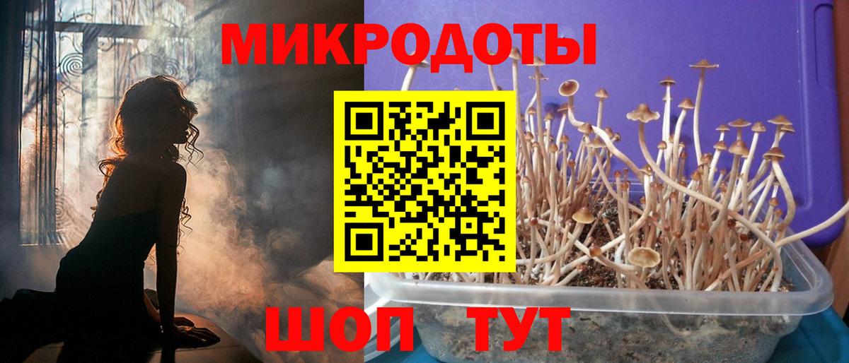 Галлюциногенные грибы Psilocybe Сорочинск